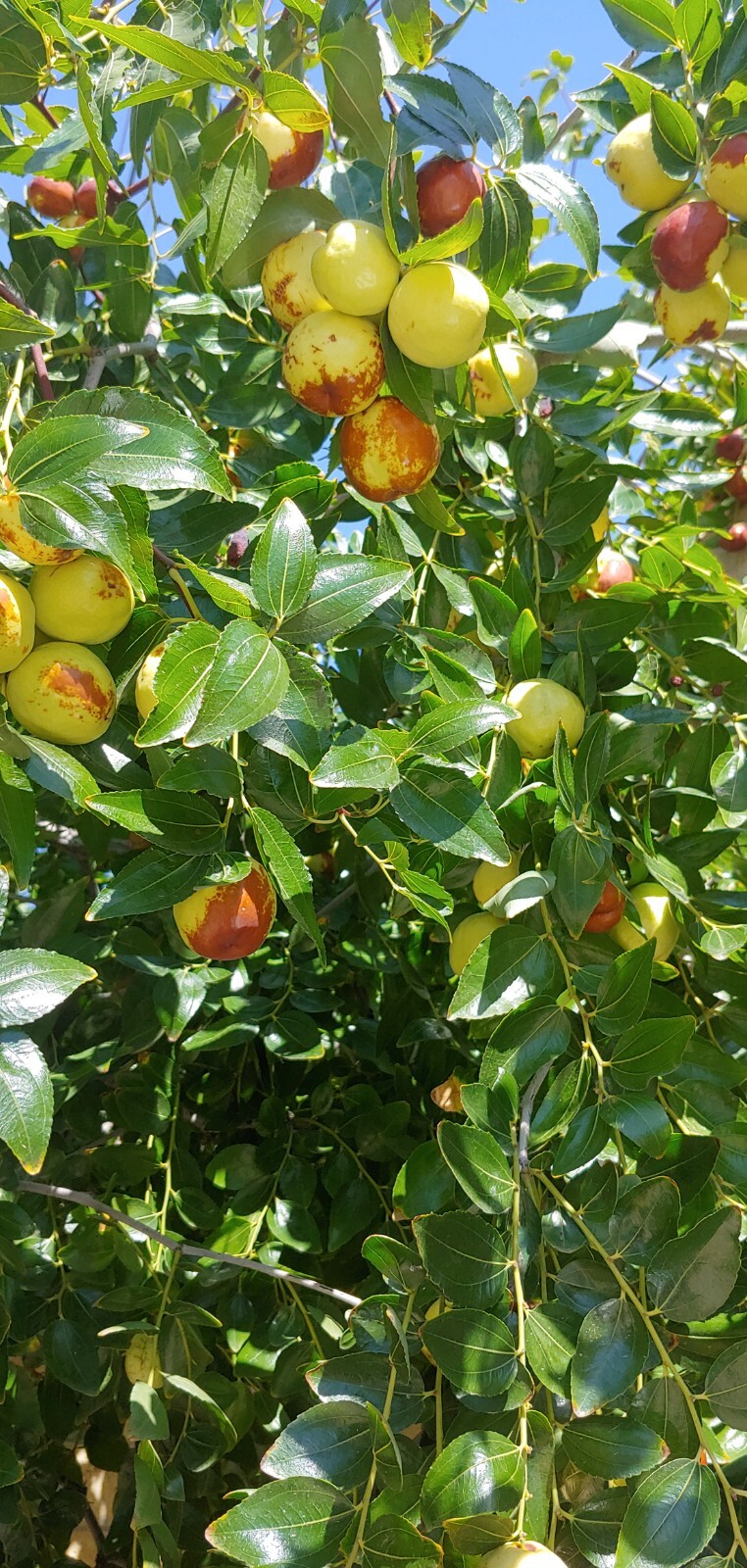 15 JUJUBE FRUIT TREE SEEDS RED CHINESE DATE INDIAN PLUM Superfruit Fast Hardy