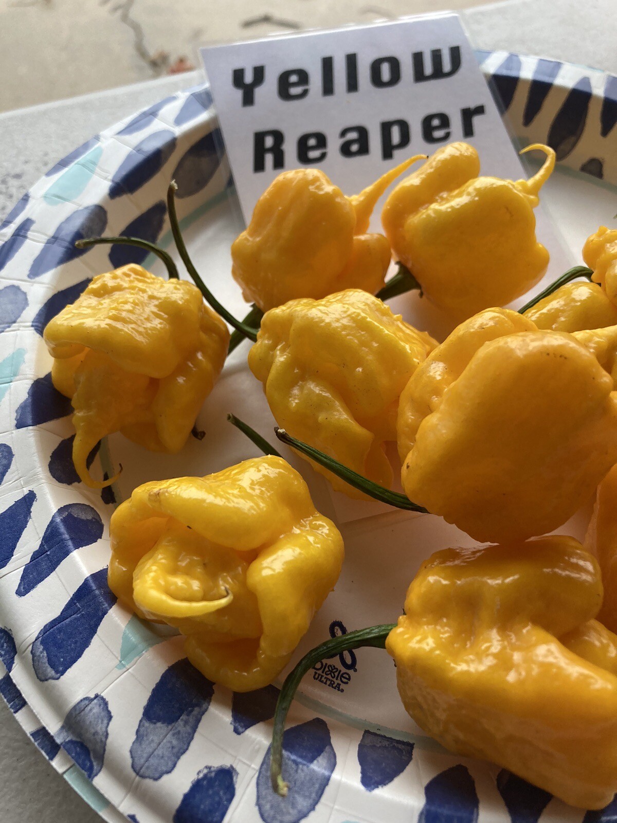 Yellow Reaper Hot Pepper Seeds 15+ Per Pack