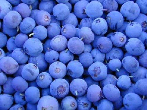 50 NORTHERN HIGHBUSH BLUEBERRY BUSH Fruit Berry Shrub Seeds *Flat S/H