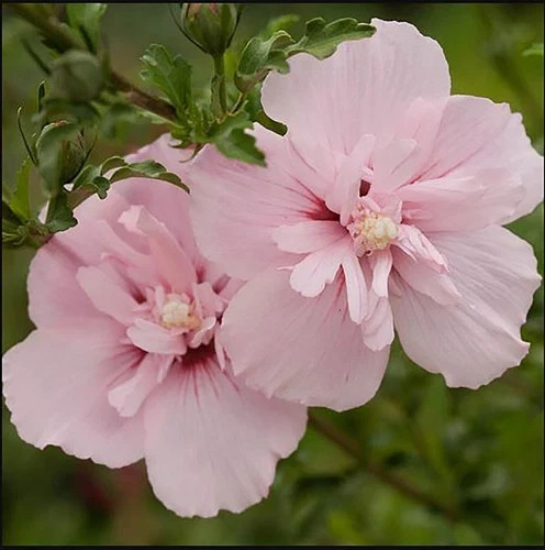 50 Seeds Mixed Colors ROSE Of SHARON (HIBISCUS Syriacus) Double & Single Flowers