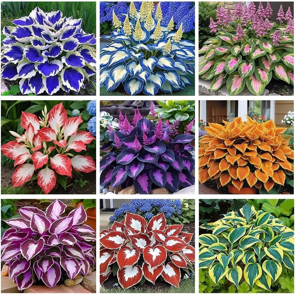 110+ Mixed Hosta Seeds – Shade-Resistant Perennial, Unique Leaf Colors