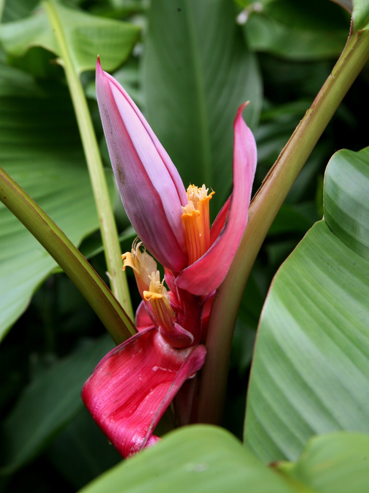 50 Musa velutina Pink Velvet Fresh Banana Seeds