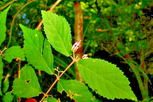 10 OKINAWA BEAUTYBERRY SEEDS – Callicarpa oshimensis