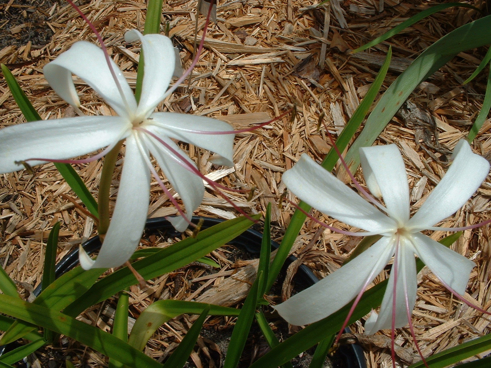 Crinum Lily, Oliganthum “West Indies Mini”, large, blooming-size bulb