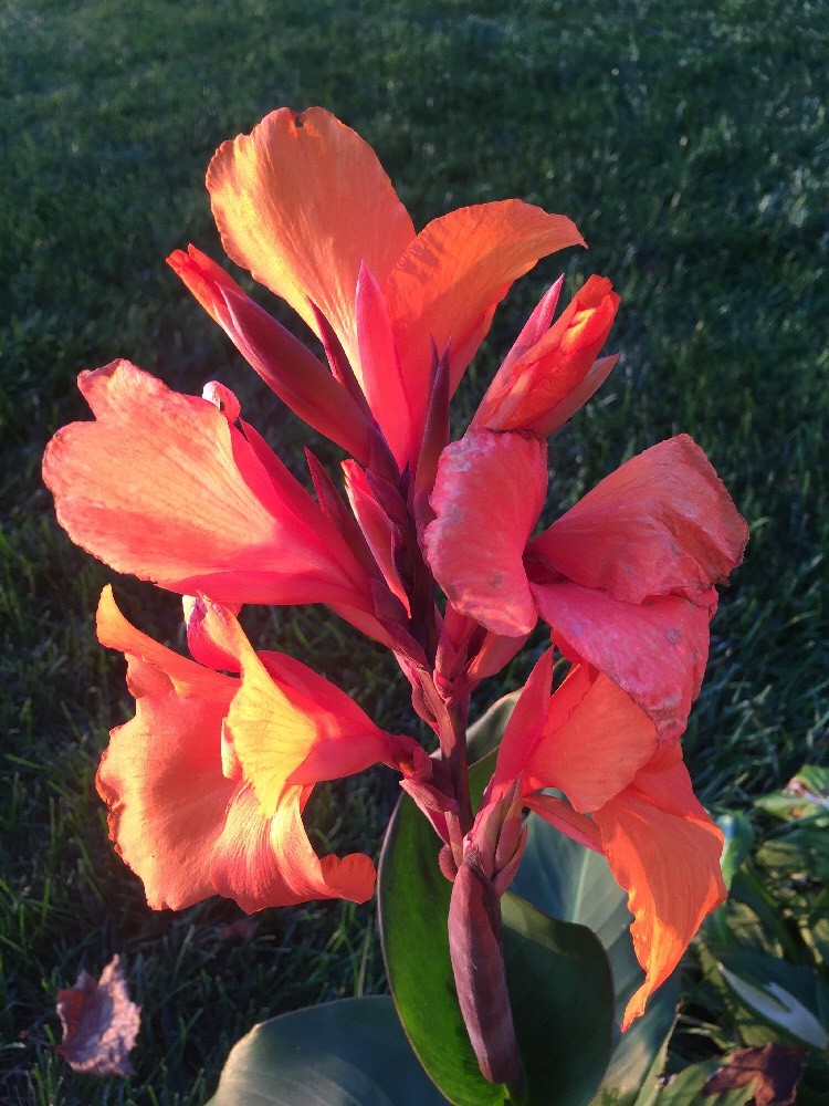 Canna Bulbs Dwarf Peach Mango 2′–3′ Tall Lot Of (5) Plants Best Bulbs Around