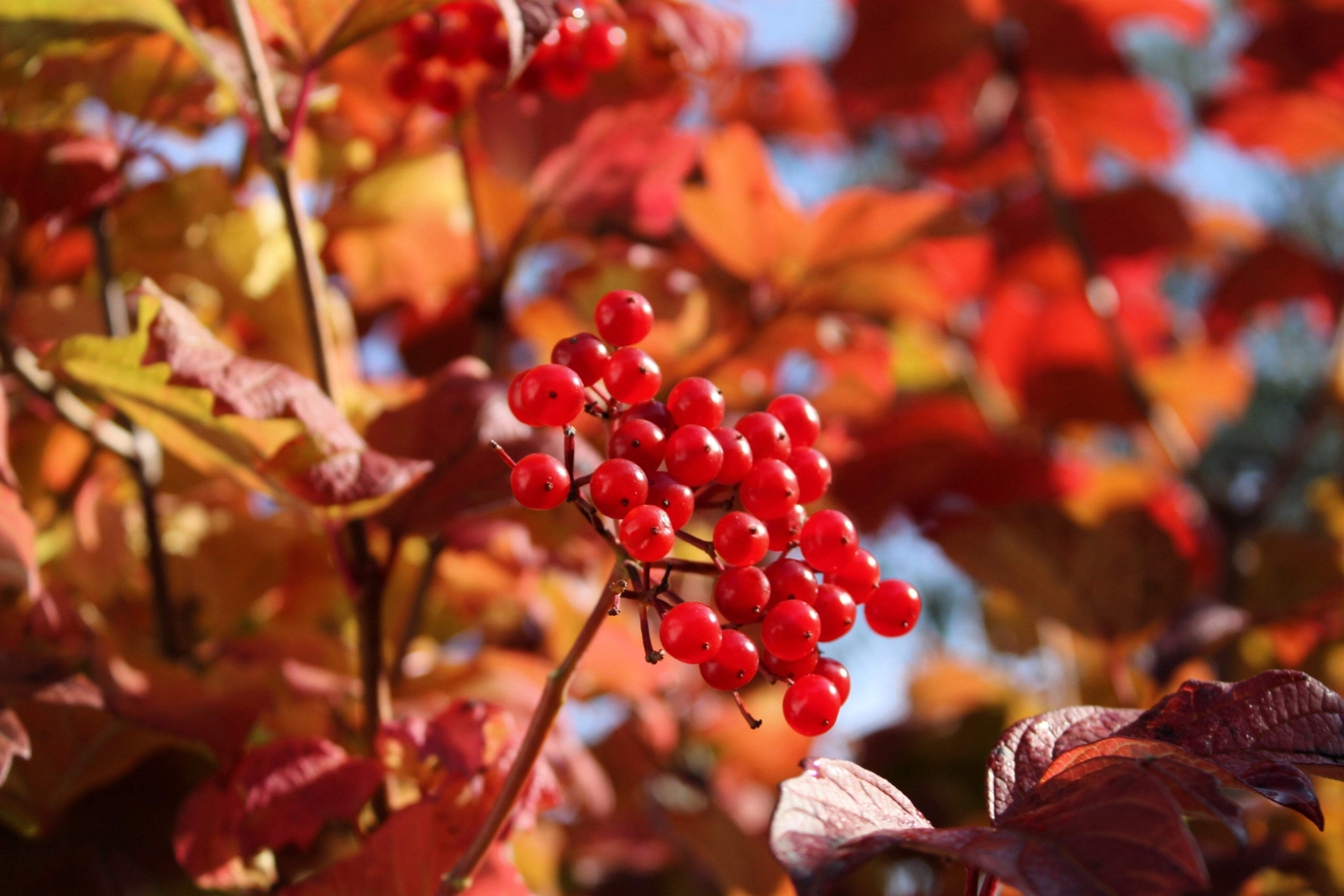 20 AMERICAN HIGHBUSH CRANBERRY Viburnum Trilobum Red Fruit White Flr Shrub Seeds