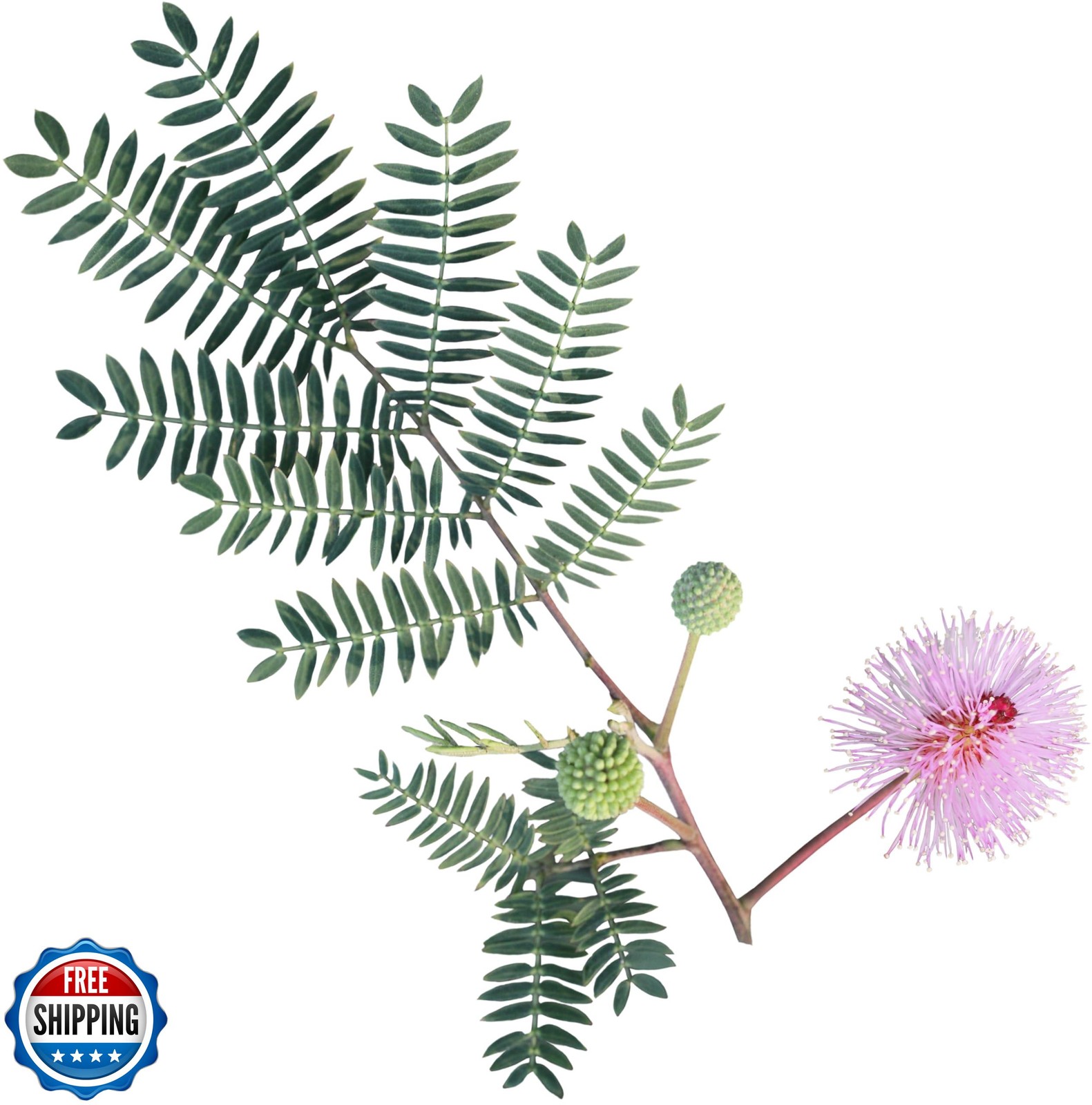 100 Sensitive Plant Seeds for Planting – Exotic Flower Seeds – Mimosa Pudica