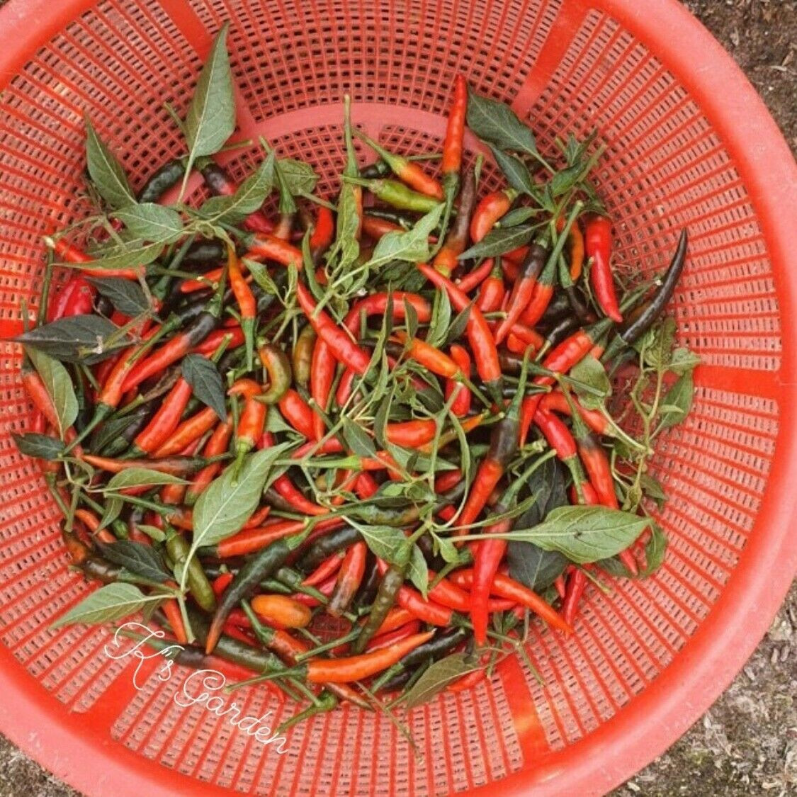 BIRD’S EYE CHILI SEEDS, ỚT XIÊM RỪNG | High Germination Rate (20 pcs)