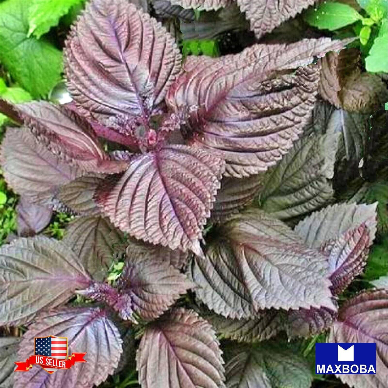 325 Shiso Herb Seeds (Perilla) Purple (Red) – Non-GMO Heirloom