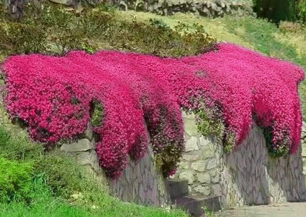 500+ Red Creeping Thyme Seeds — Groundcover — Non-GMO — FRESH