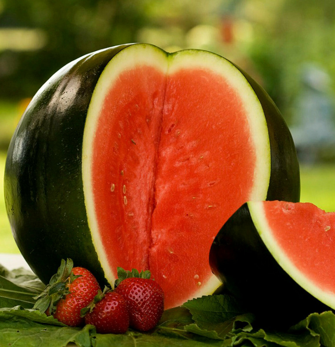 Sugar Baby Watermelon Seeds | Icebox Mini Melon Personal Sized Fruit Seed 2024