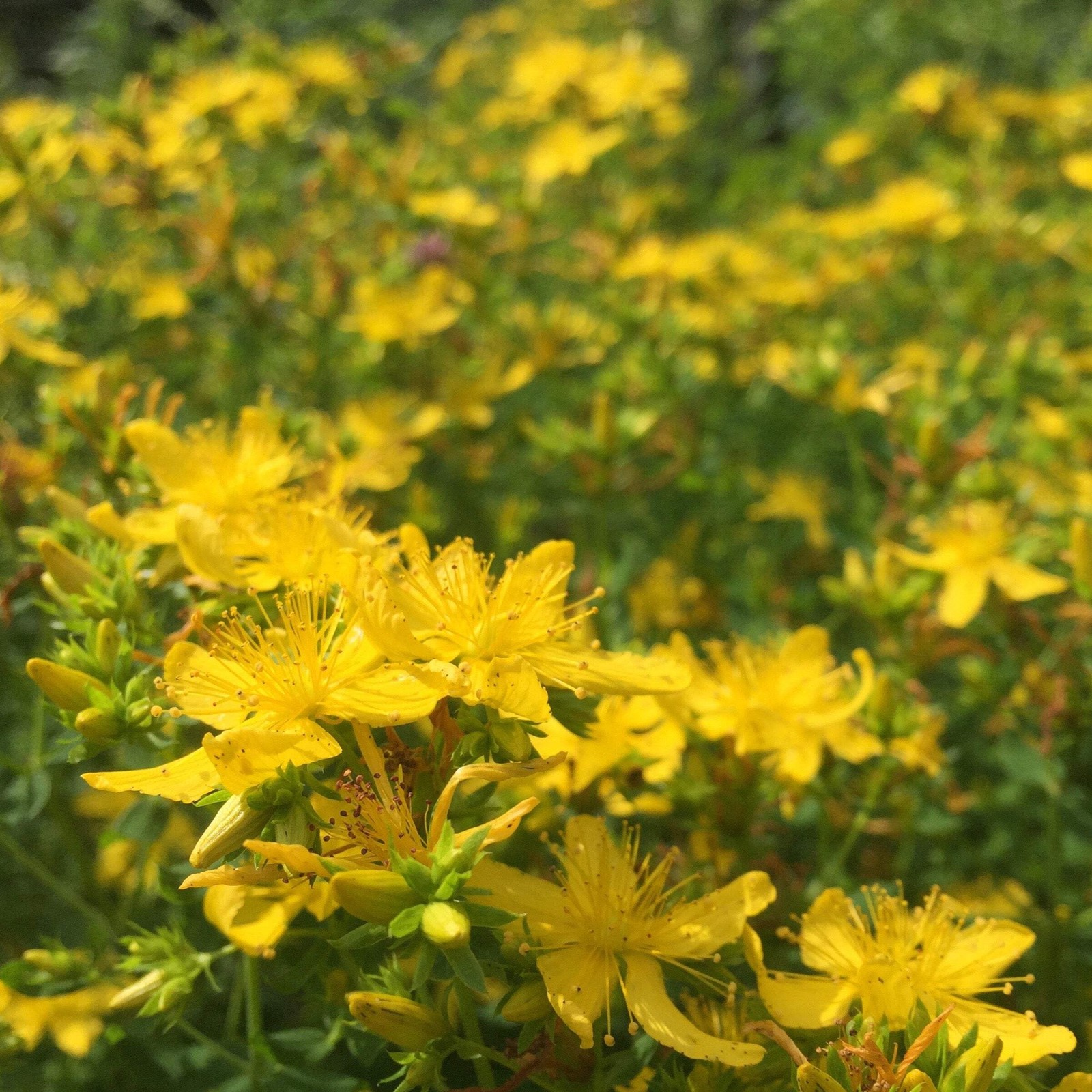 St. John’s Wort Seeds (Hypericum perforatum)~Traditional Herb Native Garden