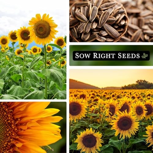 – Mammoth Sunflower Seeds to Plant – Grow Giant Sunflowers in Your Garden – 1