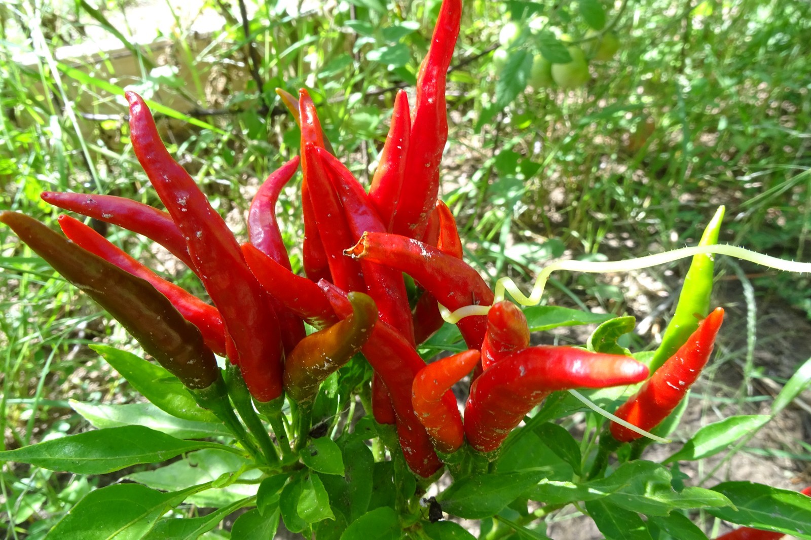La Corona (Crown of Fire)