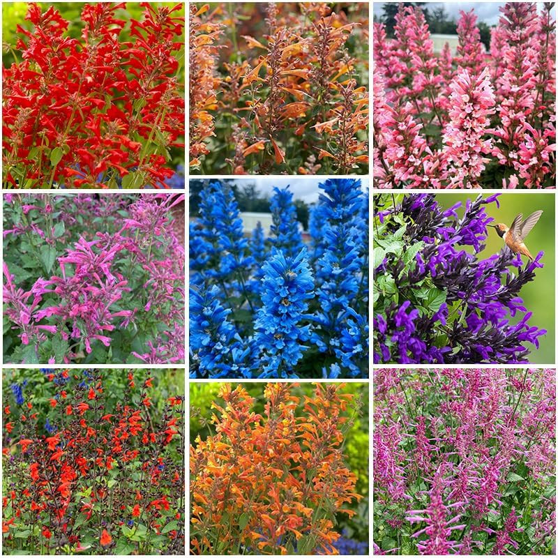 45Pcs Perennial Mix Hummingbird Mint Seeds for Planting- Attracts Hummingbirds a
