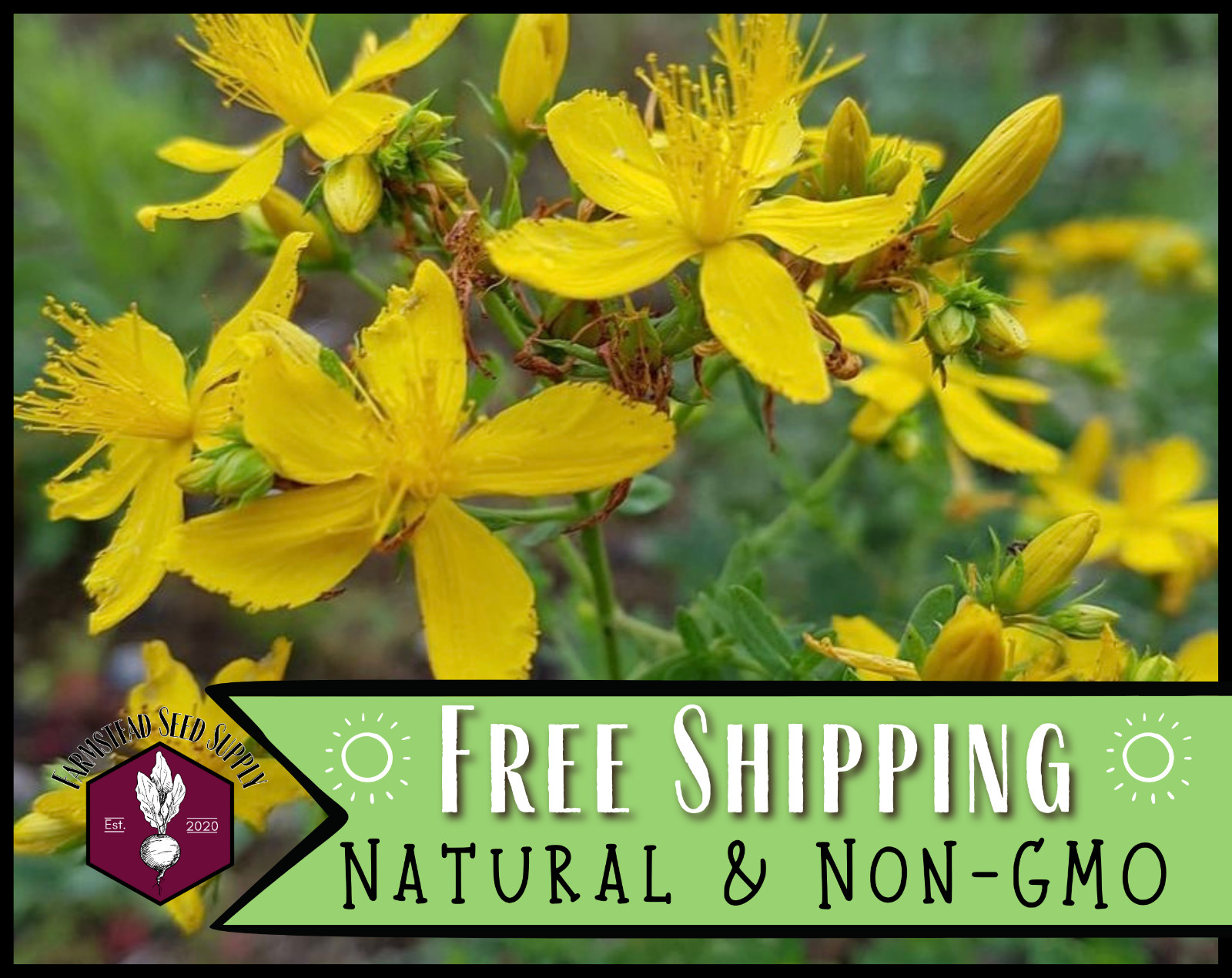 3400+ Great St. John’s Wort Seeds, Native Perennial Wildflower Gardening Seed