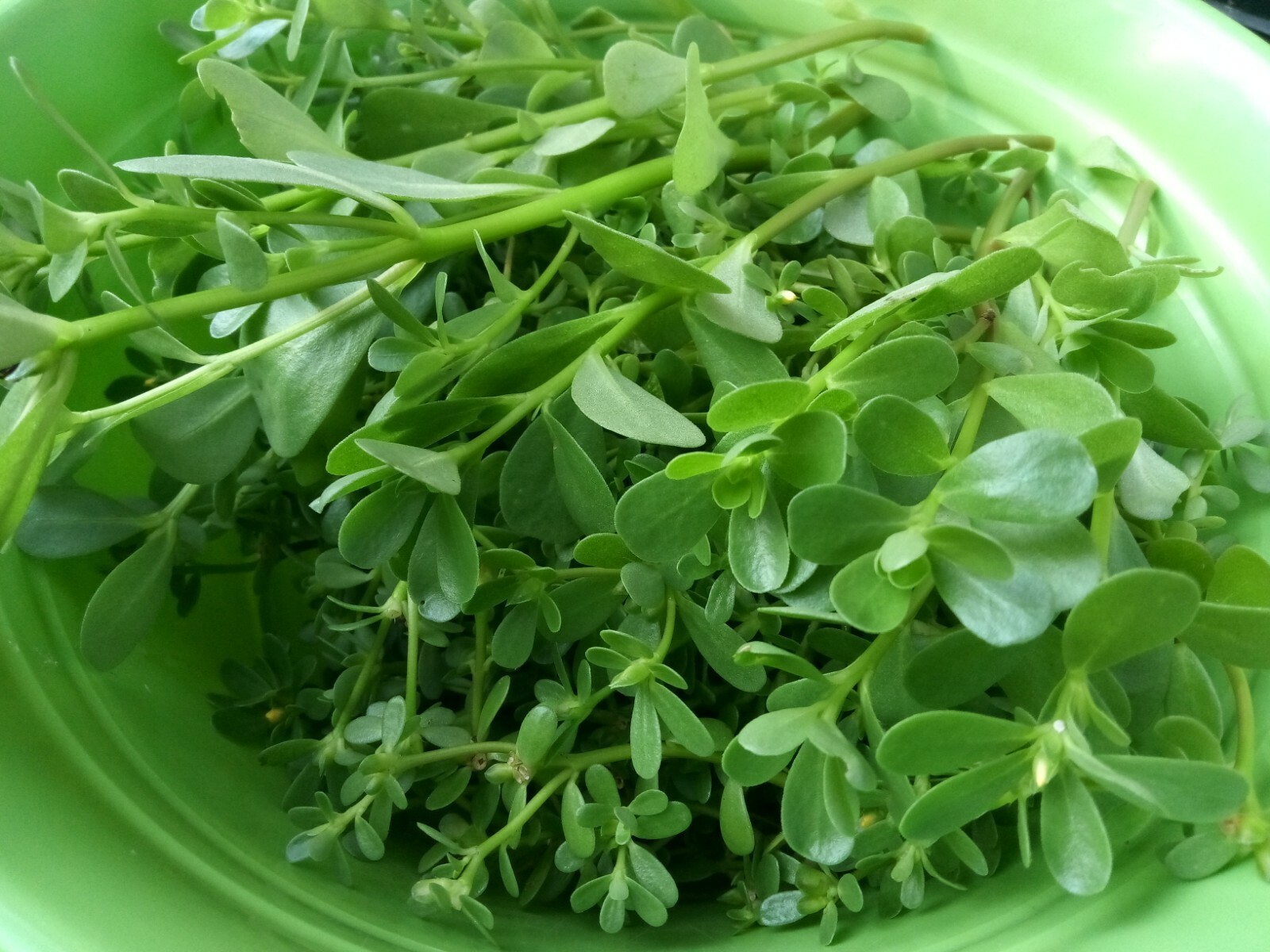250+ Organic Purslane Seeds( Portulaca Sativa) Green Edible Annual Herb.