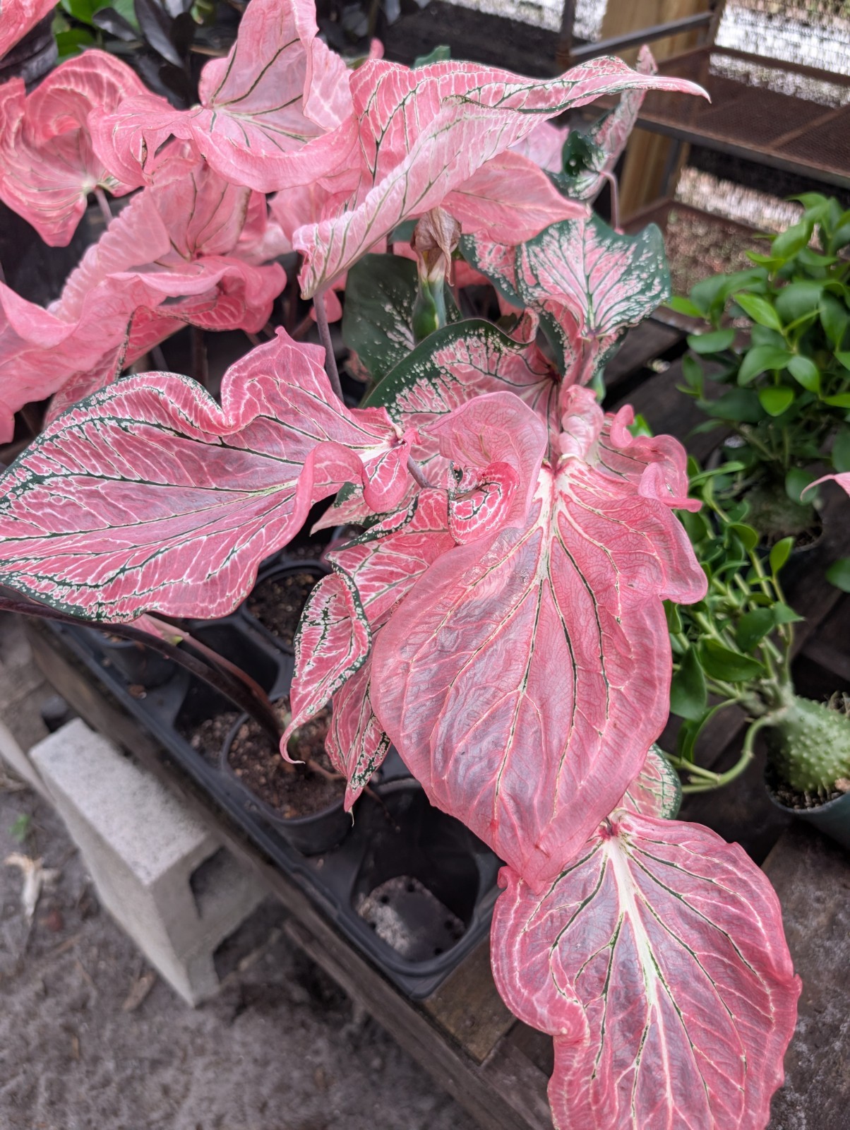5 Thai Beauty Caladium Bulbs Big Leaves Easy To Grow Rare Arum Pink Plants Plant