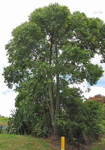 Eucalyptus deglupta | Rainbow Eucalyptus | 20 Seeds