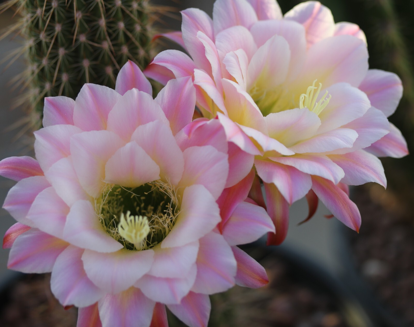 Tricho hybrid ‘First Light’