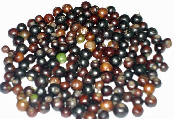 Ziziphus nummularia | Jujube | 5 Seeds