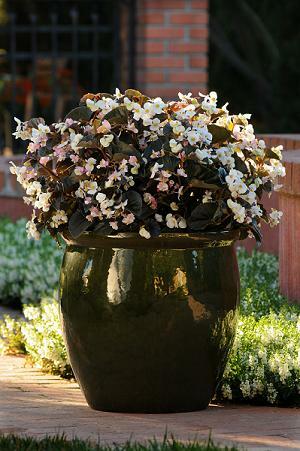 Begonia Baby Wing White-Bronze Lf 100 seeds
