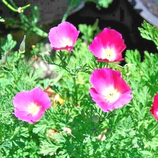 501+Purple Gleam CALIFORNIA POPPY Flower Seeds Native Wildflower Garden Easy