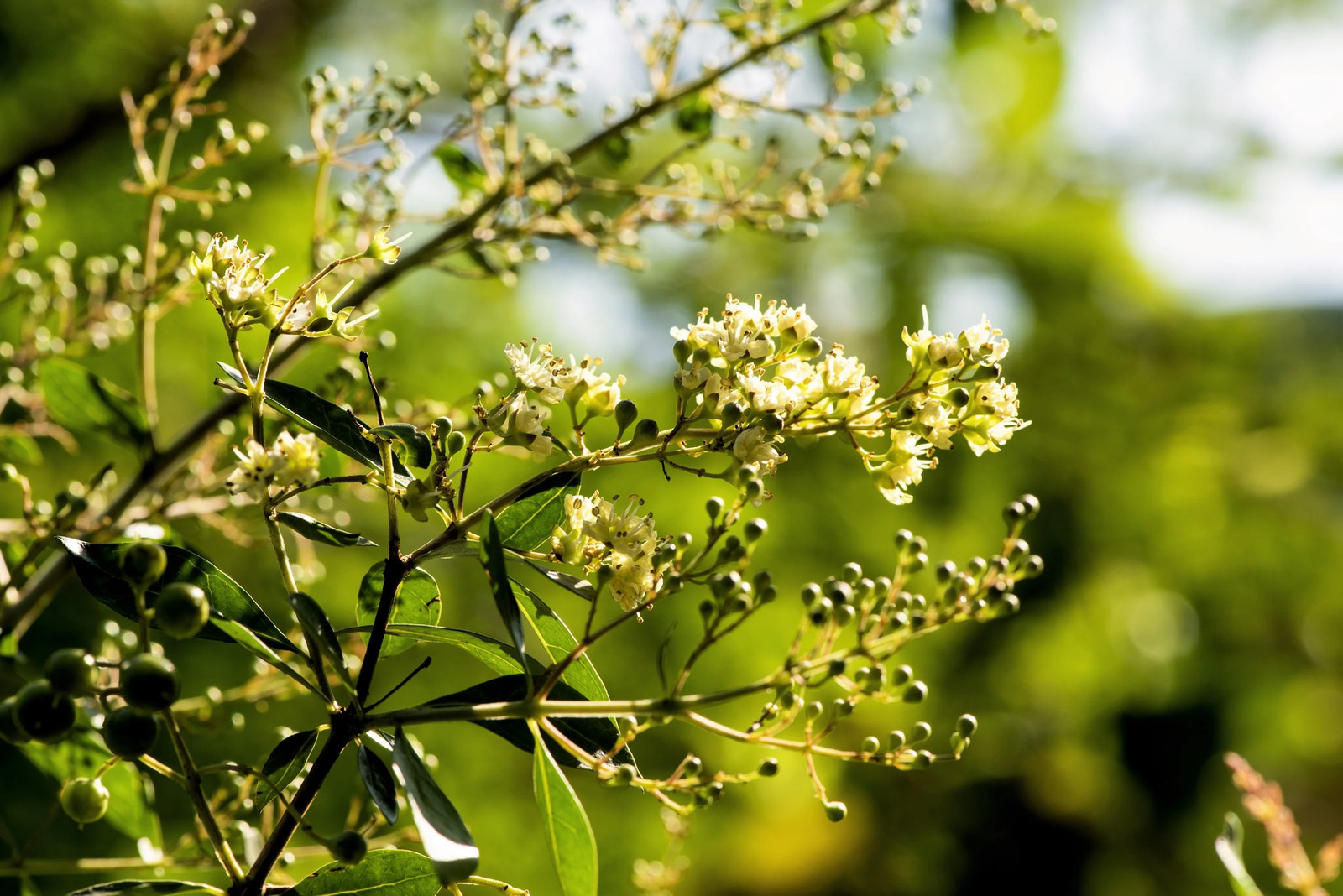 40 WHITE FLOWERING HENNA Tree Lawsonia Inermis Alba Dye Tattoo Flower Seeds