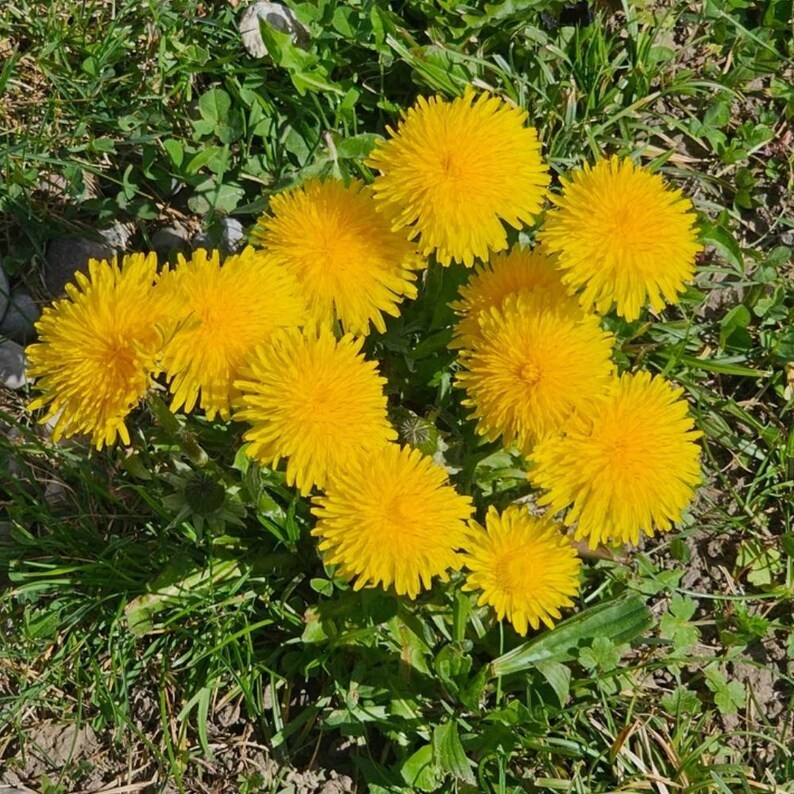2500-3000 Dandelion seeds – Taraxacum Officinale