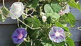Morning Glory Cypress Mix 250 seeds