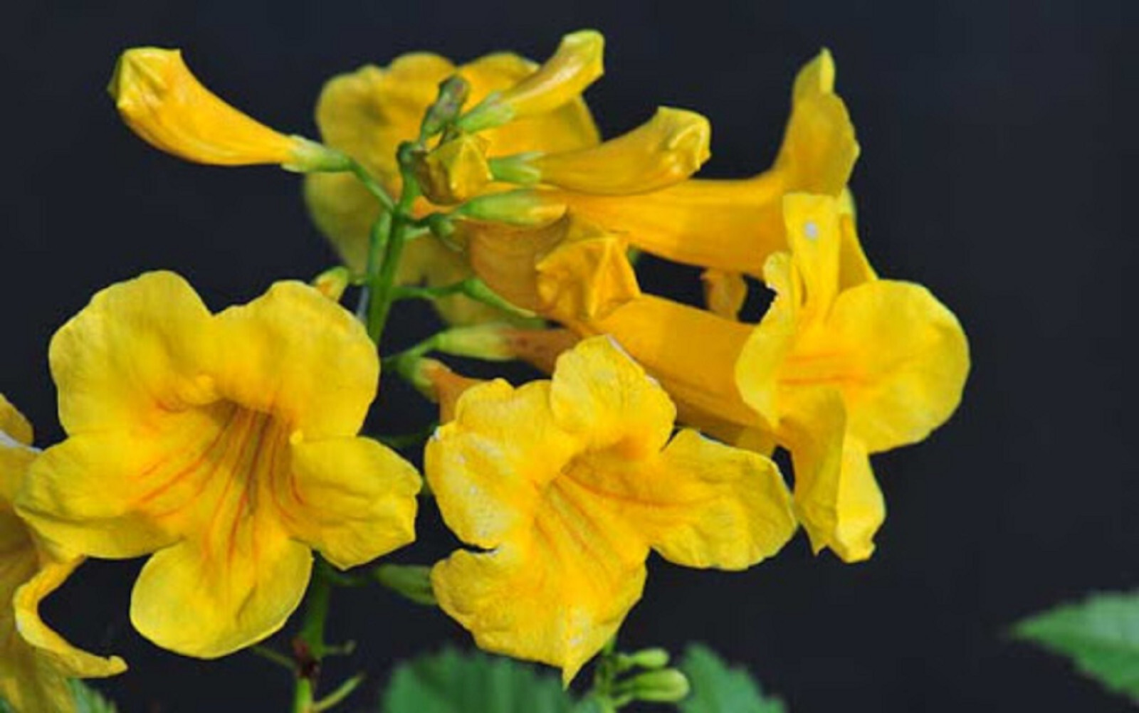 Tecoma Stans, Yellow Elder, Trumpet Shrub Bush, Sm Tree 25 seeds