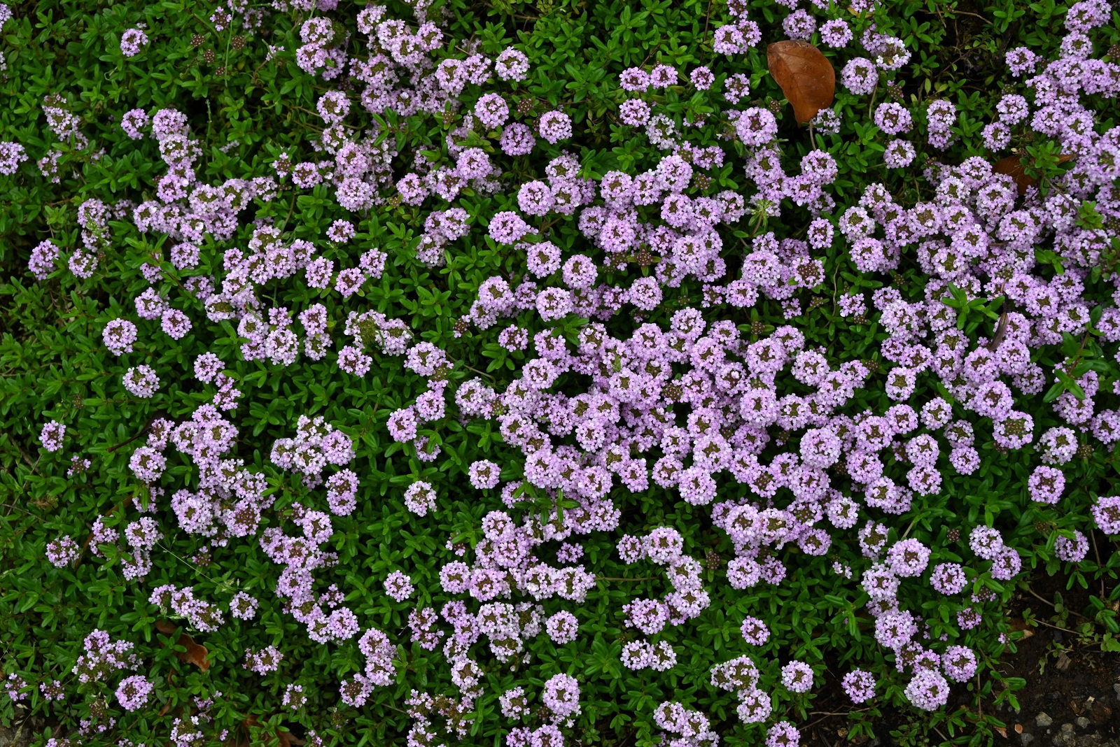 1000 THYME Common English German French Garden Winter Thymus Vulgaris Herb Seeds