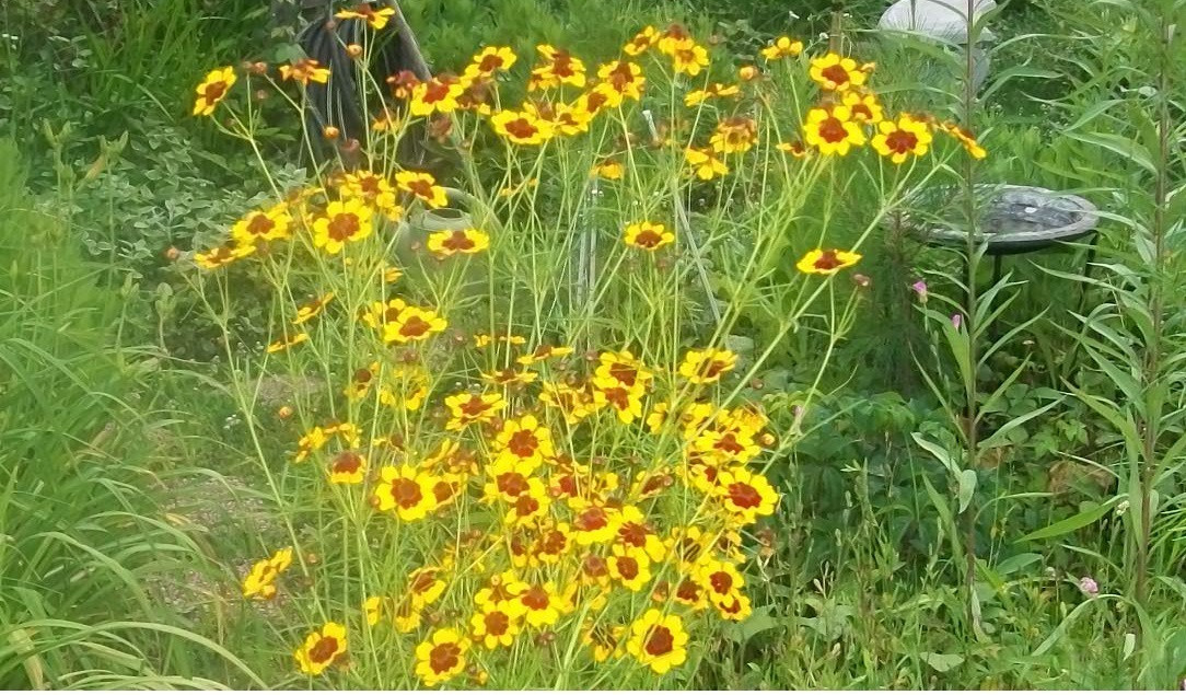 Plains Coreopsis Golden Blackeyed Perennial Flowers 200 + Seeds USA Seller