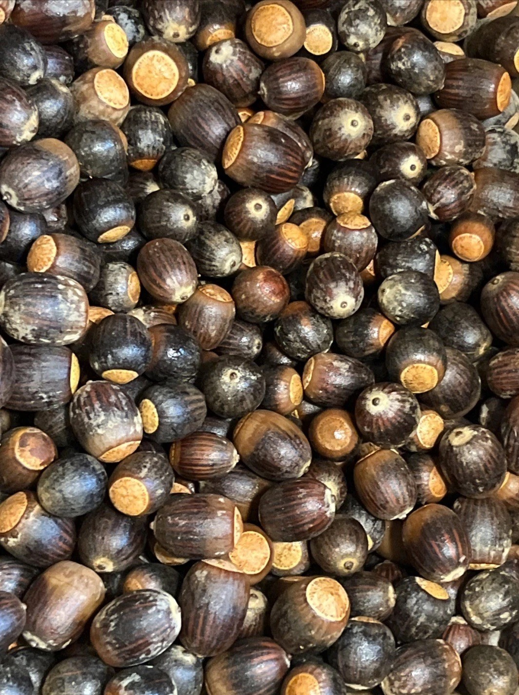 200 Oak Acorns Float Tested Seeds Squirrel Deer Feed Wildlife or Crafts 2025