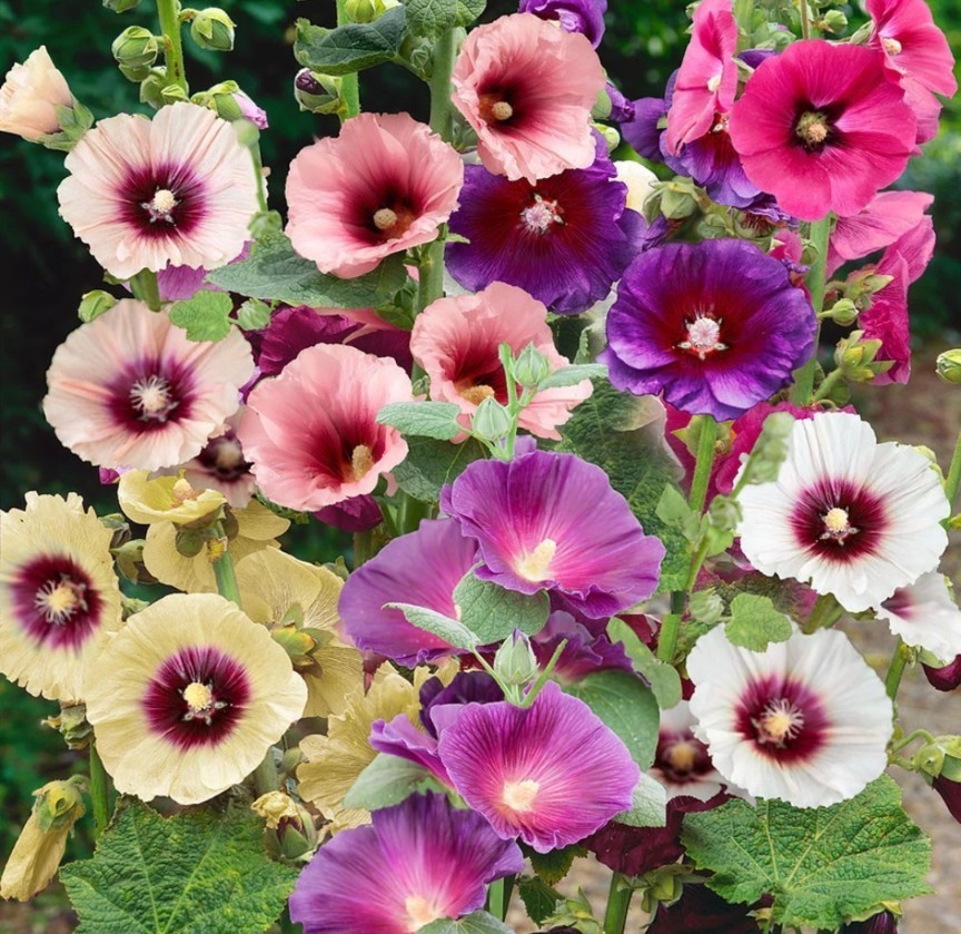 Hollyhock Mix Flower Seeds (25) Twenty Five Seeds.