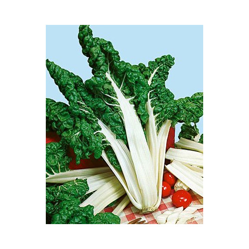 Swiss Chard FordHook Giant Heirloom Vegetable by Seeds Kingdom 1 OZ Seeds