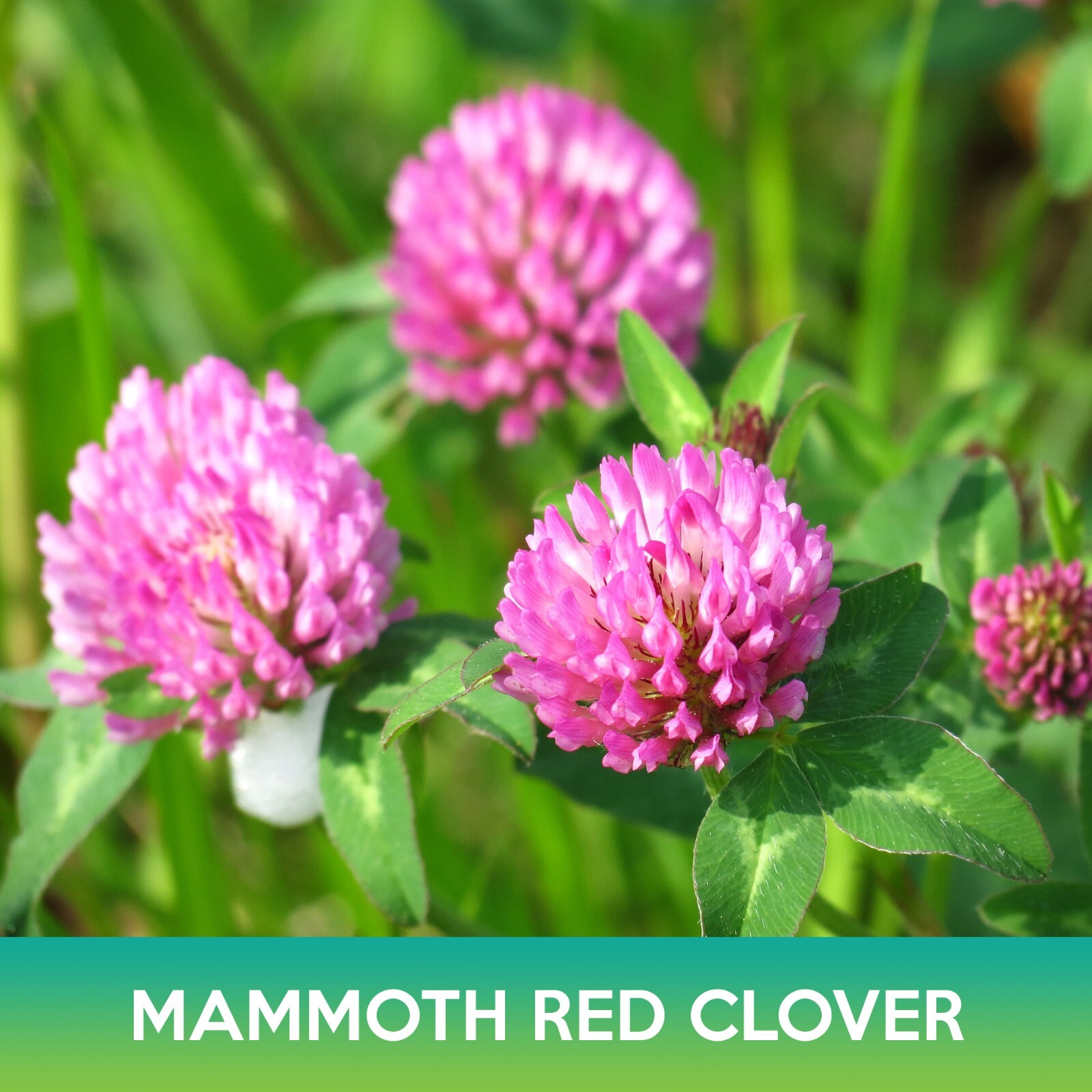 Mammoth Red Clover Seeds, Trifolium pratense