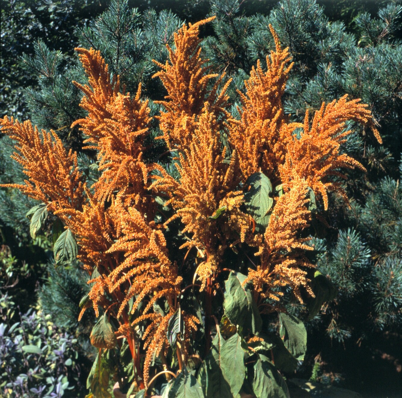 Amaranthus Hot Biscuits Seeds – 25 Seeds, Non-GMO