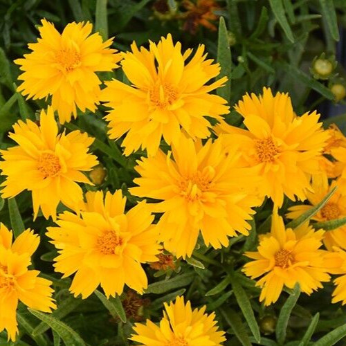 coreopsis grandiflora ‘double the sun’ 15 seeds