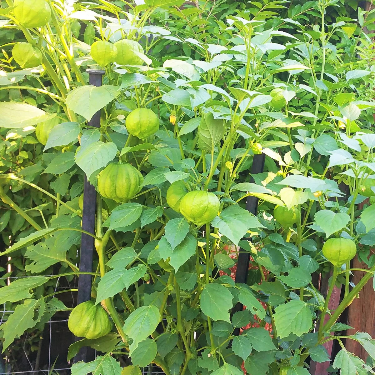50+Grande Rio Verde Tomatillo, 50 Seeds, NON-GMO, Free Shipping #82