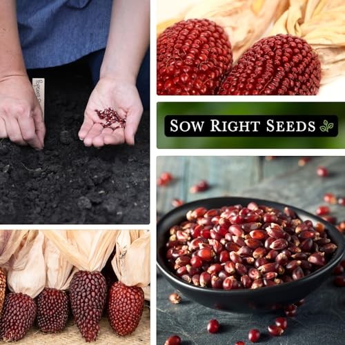 – Strawberry Pop Corn Seed for Planting – Non-GMO Heirloom Packet with 1