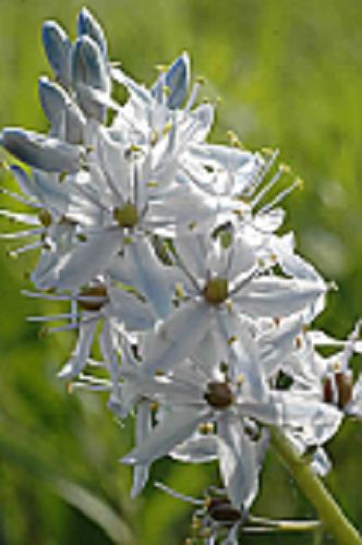 30+ PURE WHITE WILD HYACINTH FLOWER SEEDS / CAMASSIA SCILLOIDES / PERENNIAL