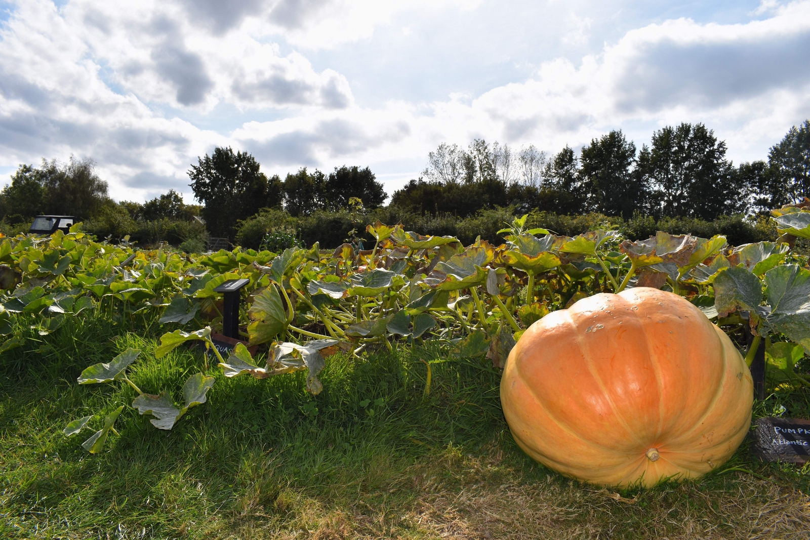 10 Dill’s ATLANTIC GIANT PUMPMKIN Up to 2000 lb Cucurbita Vegetable Seeds