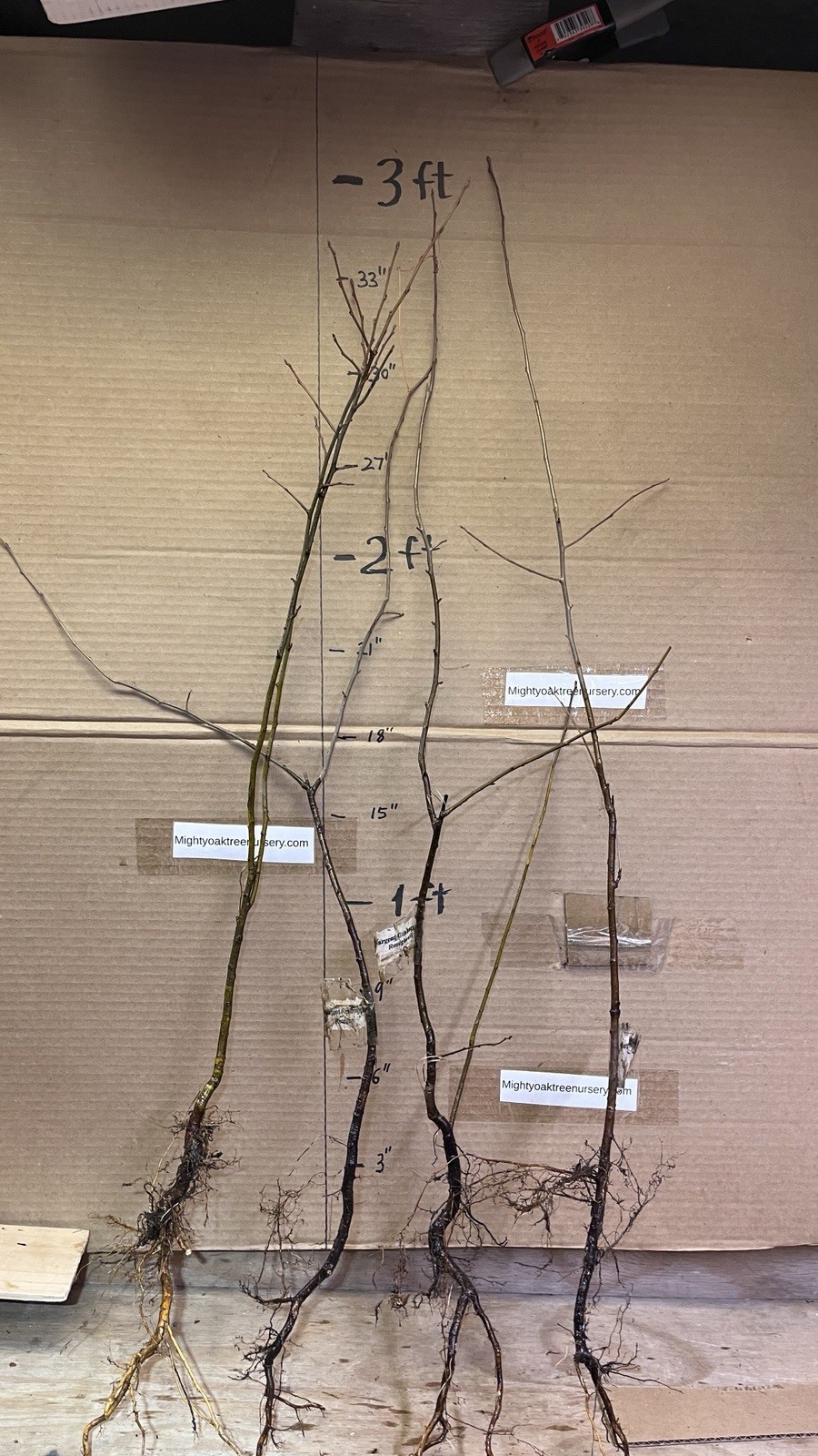 2-3 Year Old Crabapple Roseglow Sargent (Malus sargentii) Bare Root