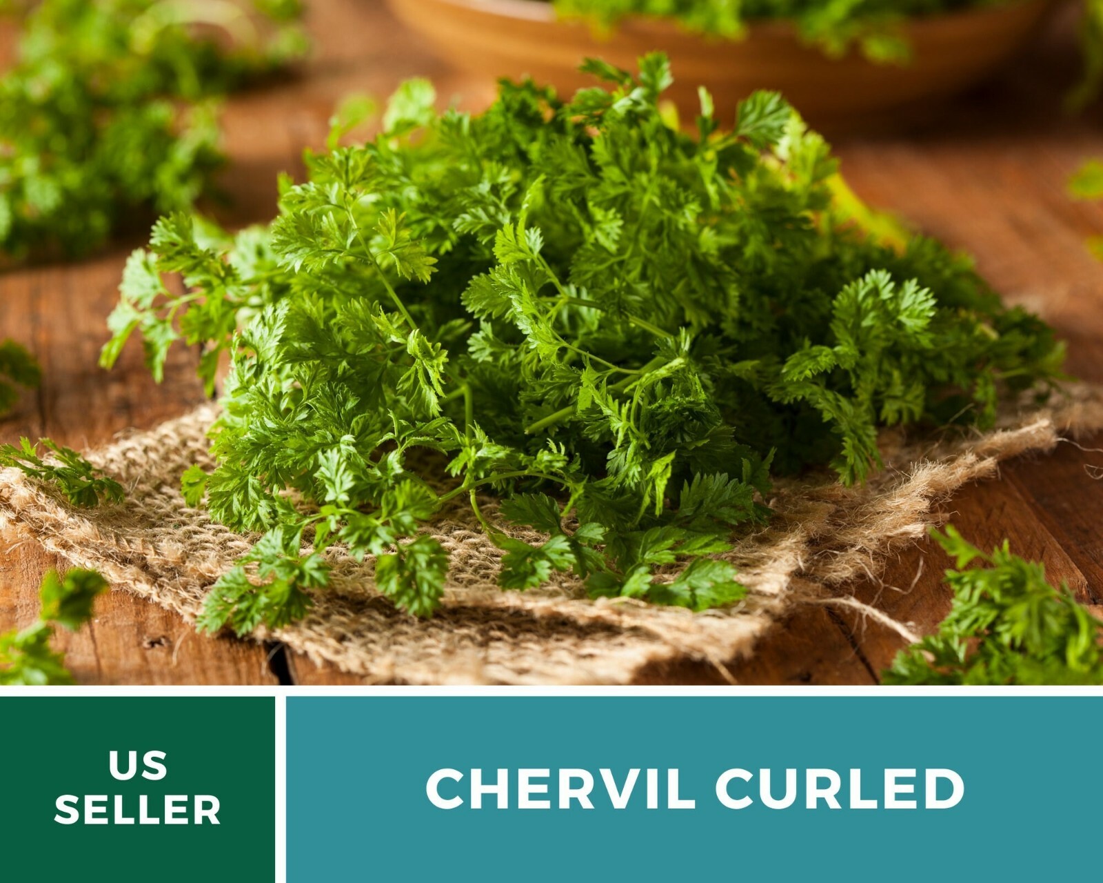 Chervil, Curled – French Parsley – Culinary & Medicinal Herb – Heirloom
