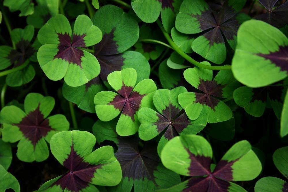 Indoor/Outdoor Oxalis Bulbs – 10 Iron Cross Shamrocks for -Round Bloom