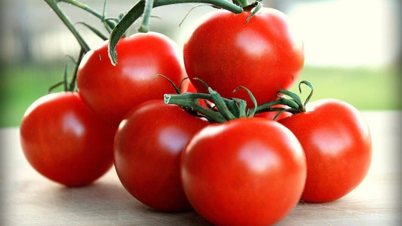 50 Choice New Harvest of Fresh Sweet Campari Premium Tomato Seeds-B 12