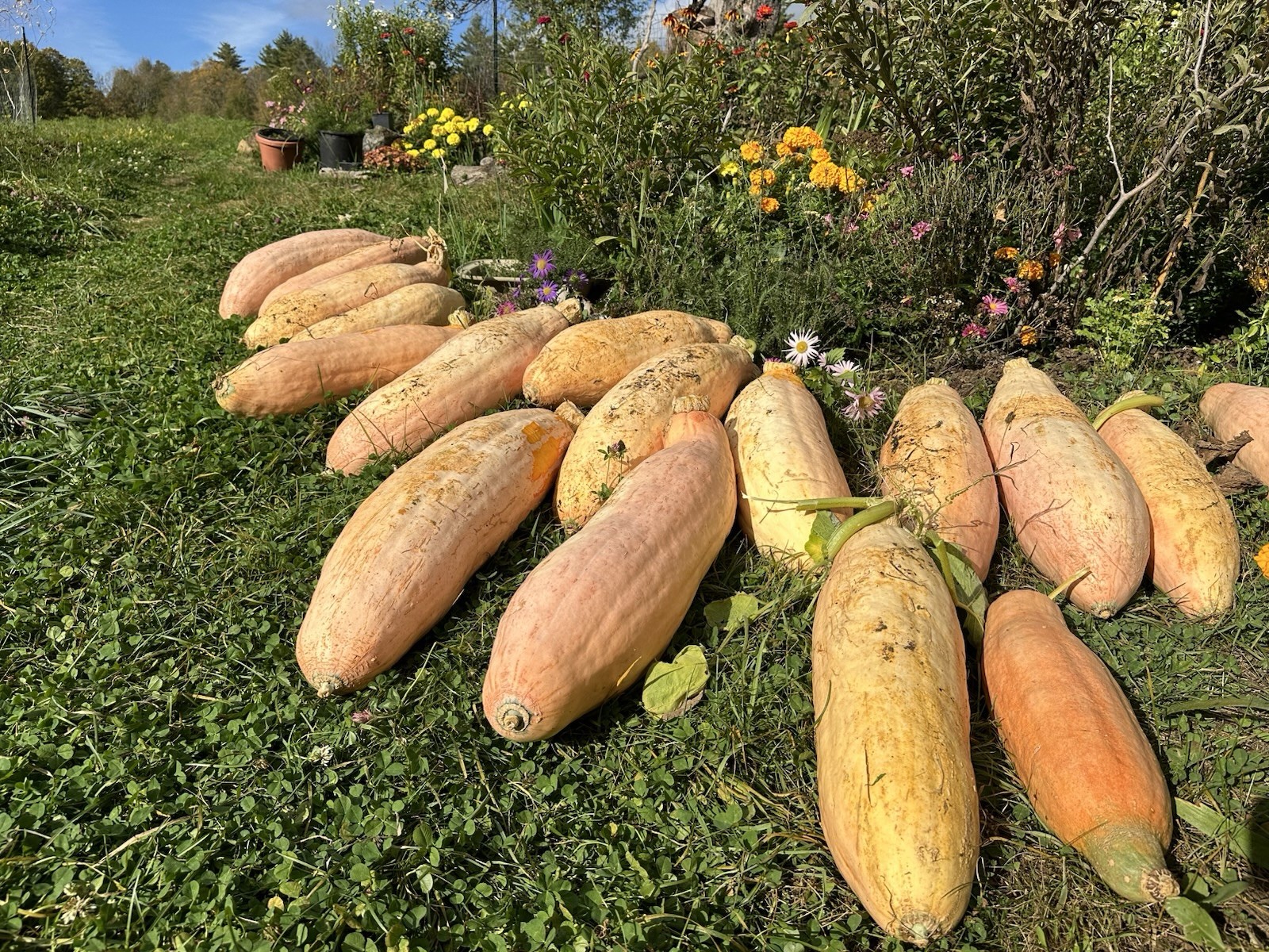 Monster Banana Squash seeds (18) HUGE FRUIT long winter storage NON GMO HEIRLOOM