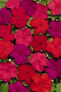 Impatiens Super Elfin Hot Mix 500 seeds