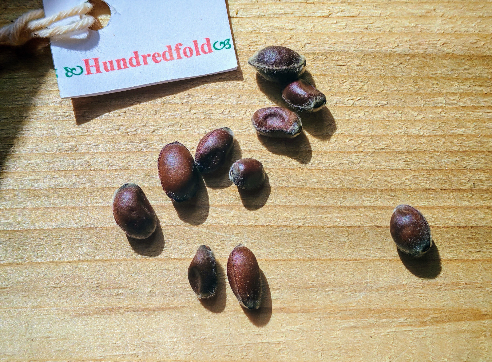 Carolina Allspice 10 Seeds Calycanthus floridus Eastern Sweet Shrub Sweet Shrub